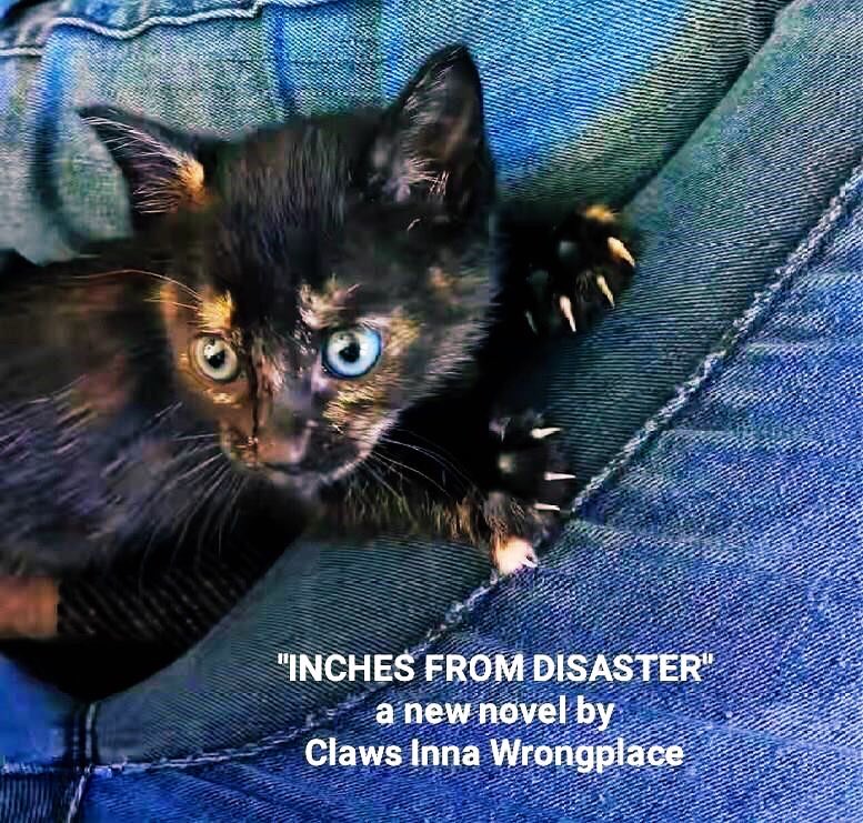 GeneralCattis's tweet photo. Putting the kitten in his lap just before the smoke alarm went off #WasACompleteDisaster https://t.co/RlFD9j2suU