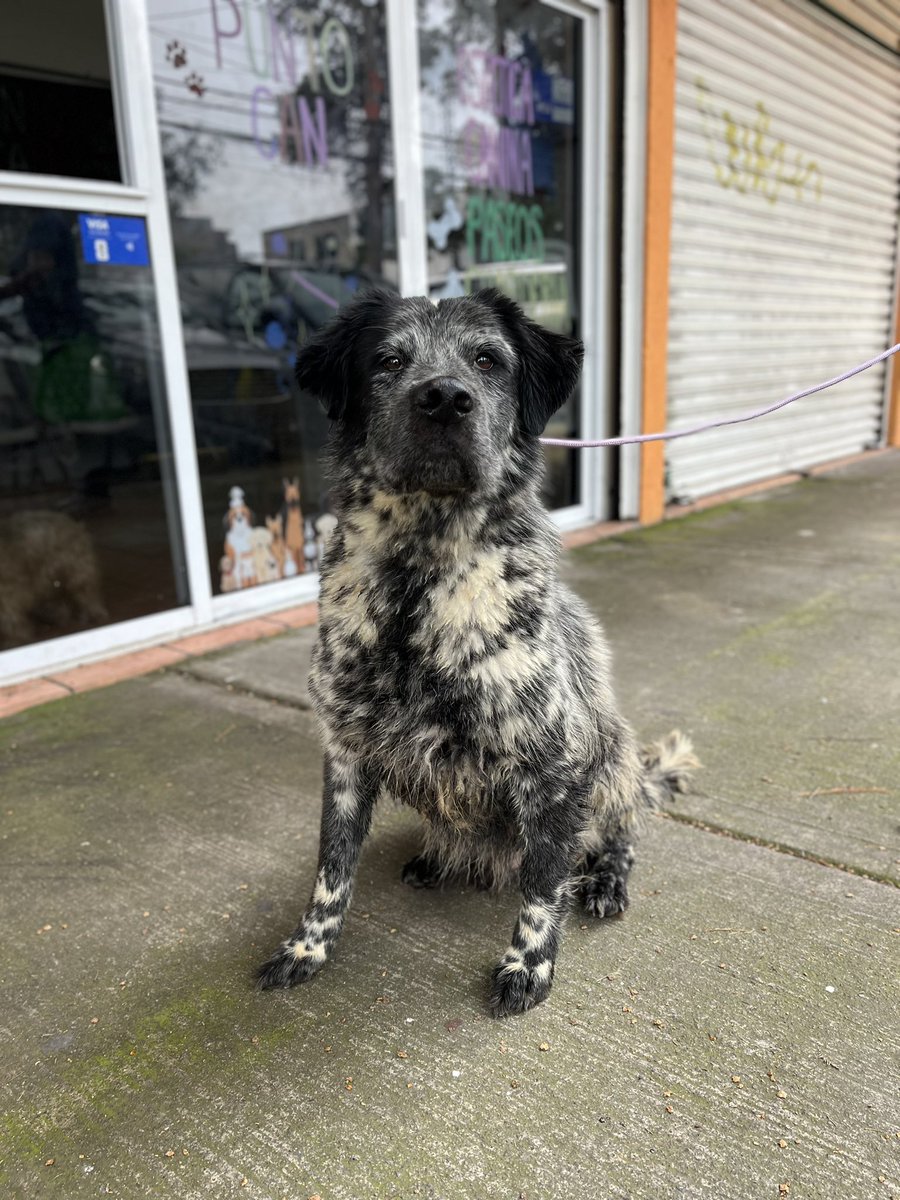 HELA_MORE's tweet photo. Les presentamos a Doro 🥹🐾

Van a empezar a verlo por aquí más seguido, porque queremos hacer equipo para conseguirle el hogar que tanto merece. ❤️

Doro tiene 6 años y fue abandonado en una de las pensiones donde se encuentran nuestros rescatados. 💔

Es un perrito súper tranquilo, cariñoso y muy besucón. 🥰

Mañana estará en la feria de adopción. Ojalá alguien pueda conocerlo y enamorarse de él. 🐶💕

¡Bienvenido, Doro! Vamos a trabajar juntos para que esta vez sí tengas una familia para siempre. 🏡❤️
Estamos en CDMX.