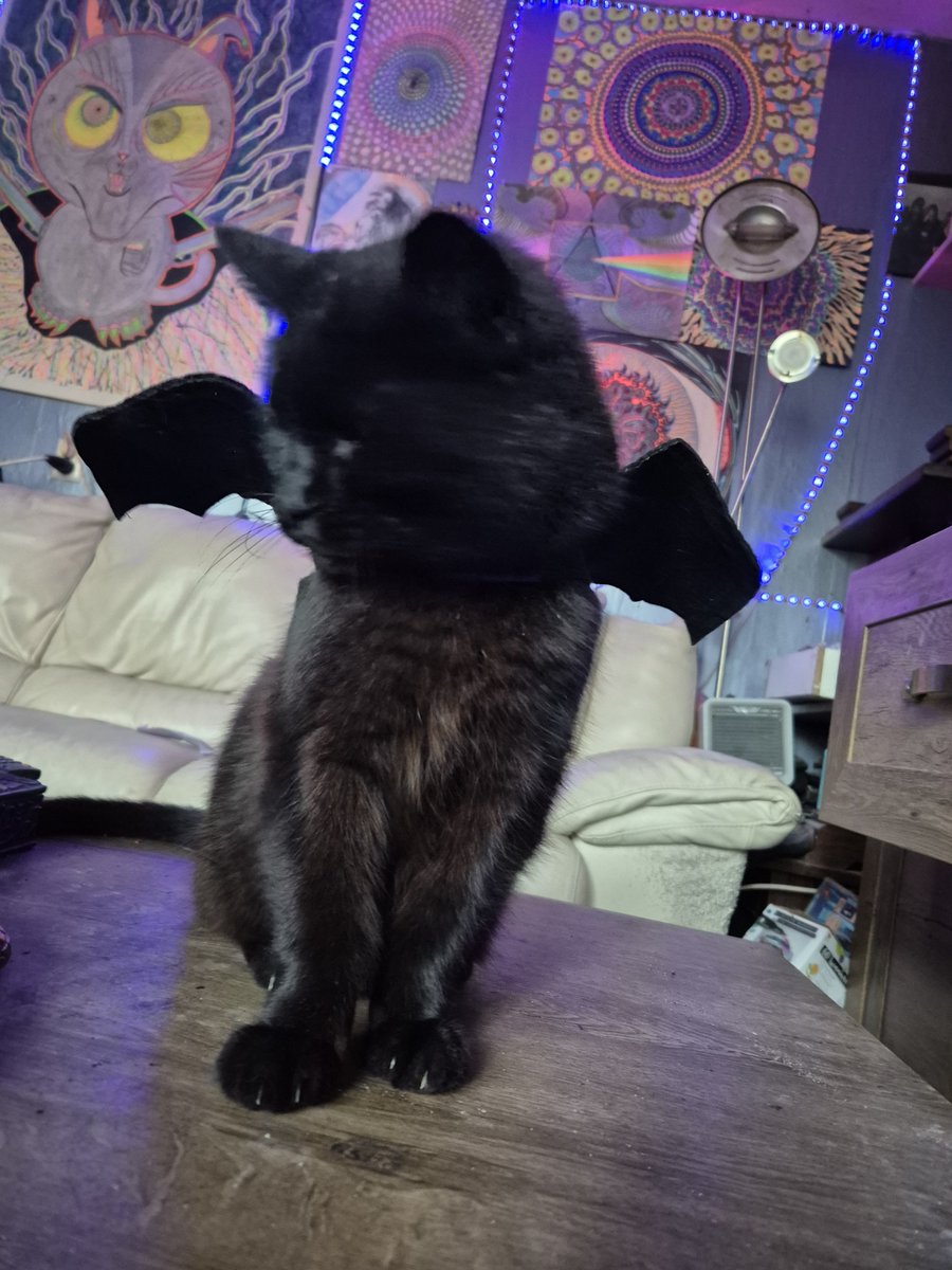 NieropJoey's tweet photo. @willowthebackup Hi beautifull! You just made my day 1% beter this day! 17 hours ago my 21.5 year old cat past away! So! Absolute not bussy with sex! But i think you like him! From old pic! https://t.co/deQUpHJn6B