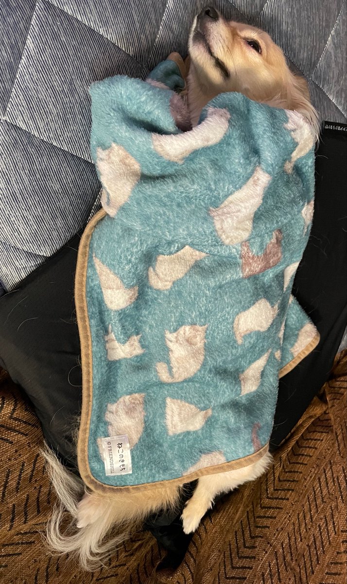 u_w76's tweet photo. メイちゃん、うとうと💤
今はヒツジのいらない枕がお気に入り

#犬のいる暮らし https://t.co/EWdiR7QnDF