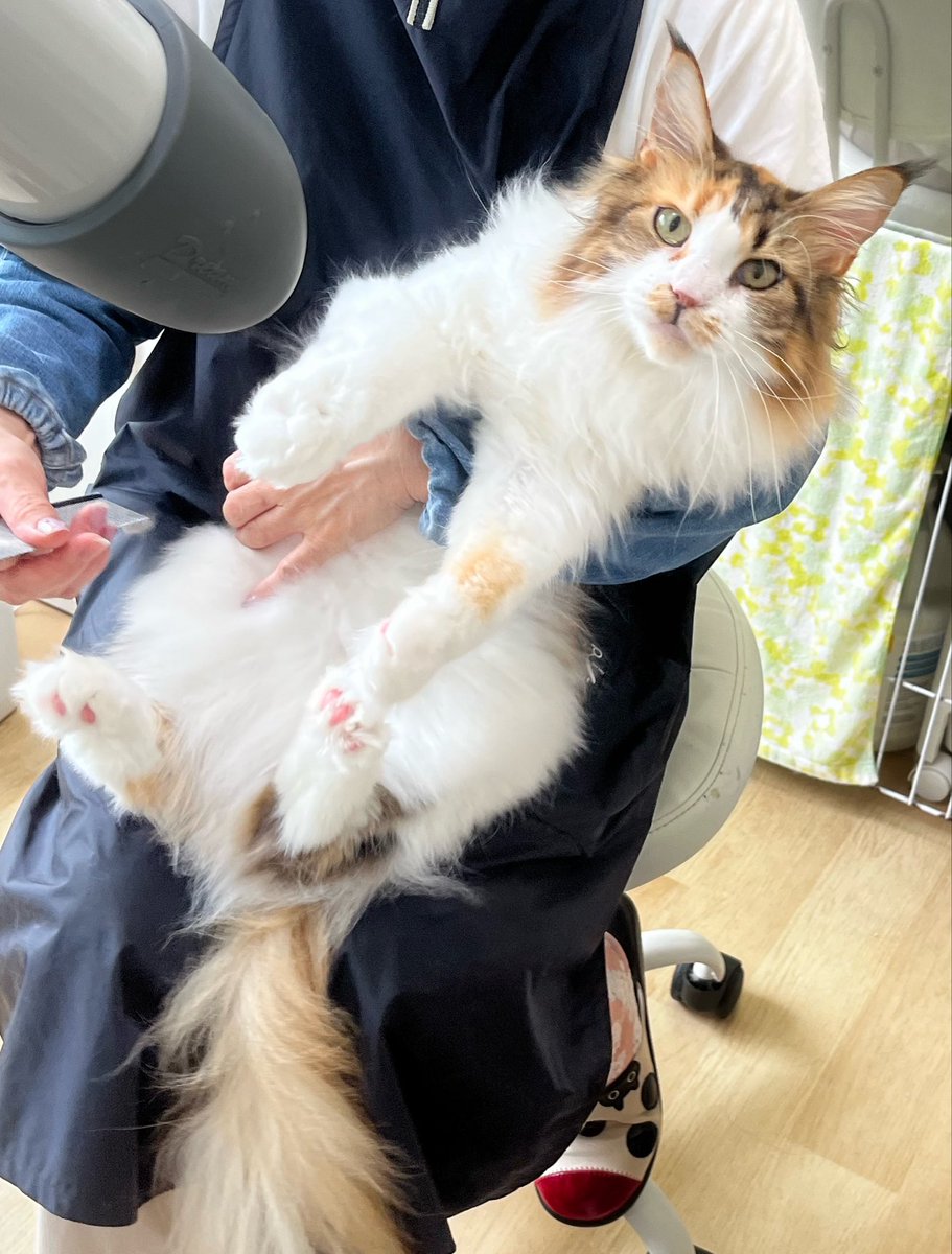 Sh1maRino's tweet photo. 一年分の汚れを一掃
艶々になって帰ってきたるなち https://t.co/NSh2eKzgNl