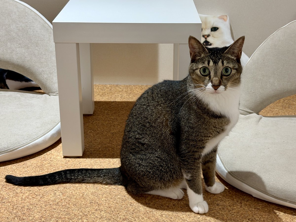 akihirocamera's tweet photo. #cat #catcafe #fullcat #cute #photo
#iPhone17promax https://t.co/2t7vBslUpY