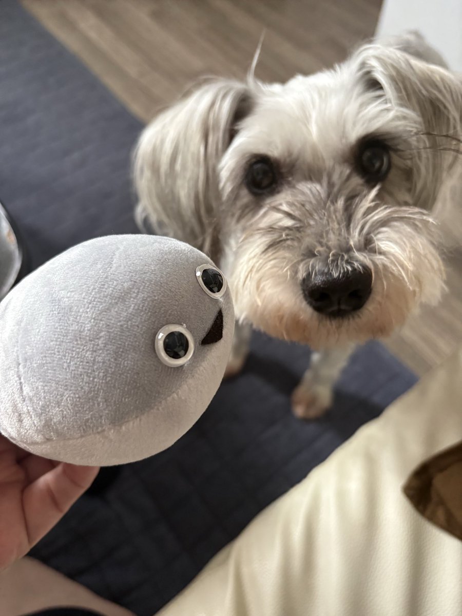 bonsuke916's tweet photo. まめぴす、ほっかいどーだよ。

似た色いるけどなかまじゃないよ🐶🐟

#まめぴす https://t.co/JXQQ7Phm9Z