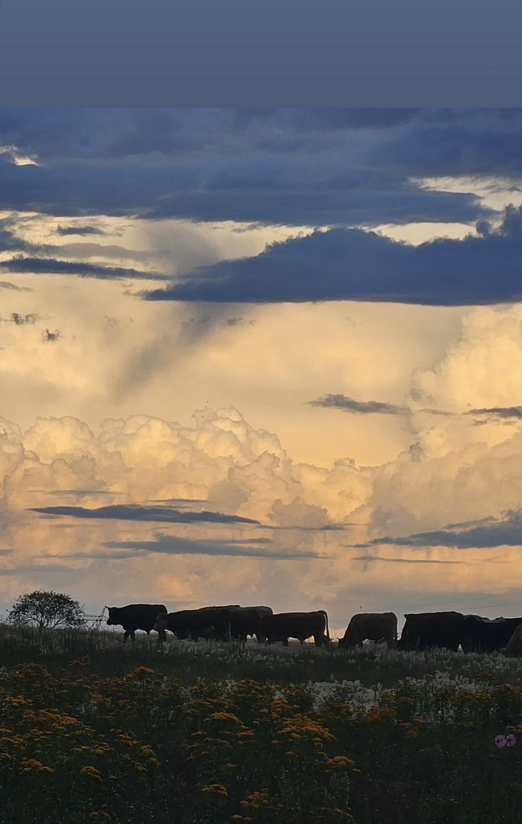 o0o0a1's tweet photo. Día de Rancho 🐮 🏔️ 💩 🐎 https://t.co/tL0N5yW7z7