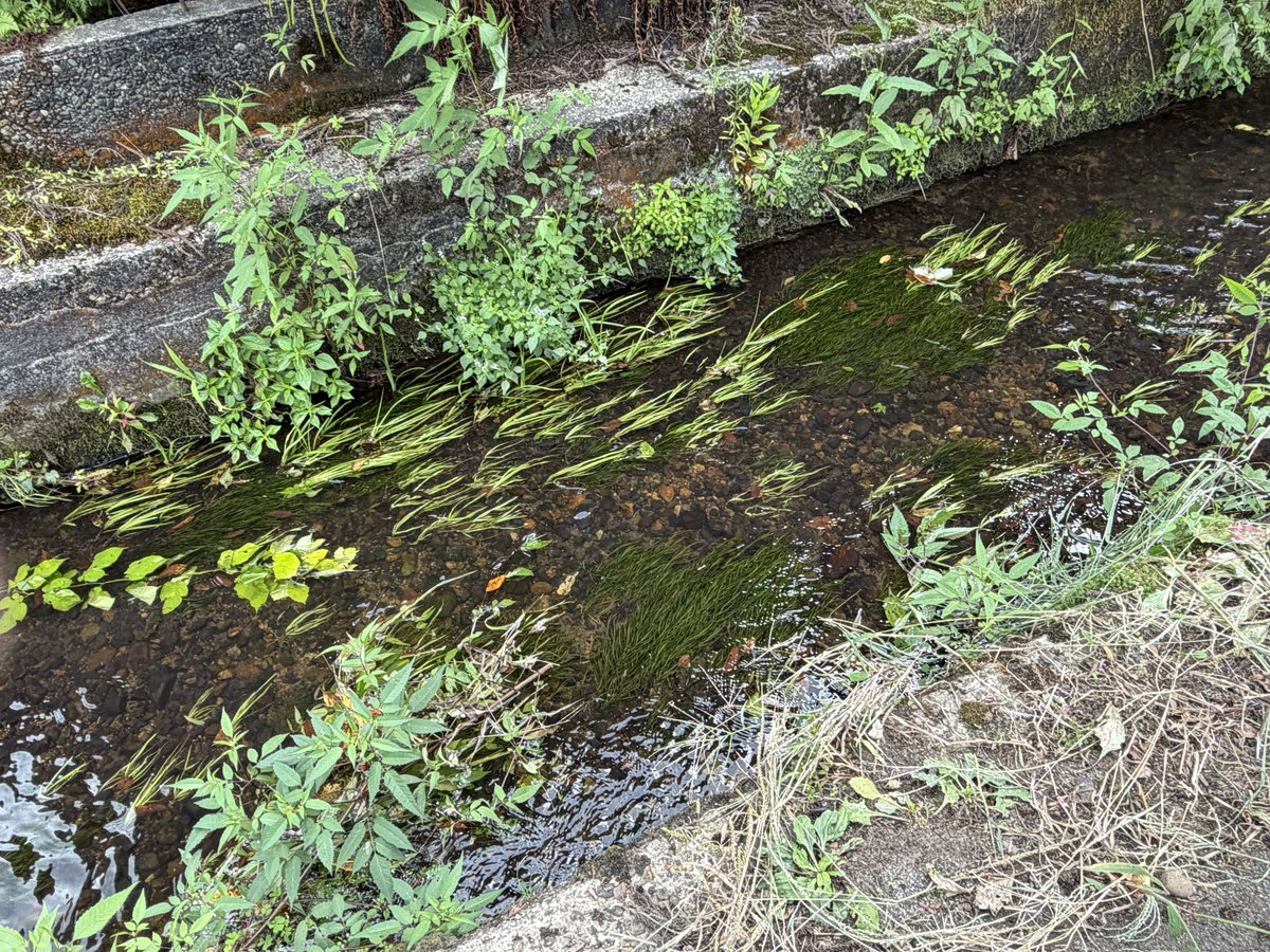lagom_a_'s tweet photo. たくさんのタナゴが泳ぐ水路。
下流側も良かった。きれい https://t.co/f8CMp70Cb4