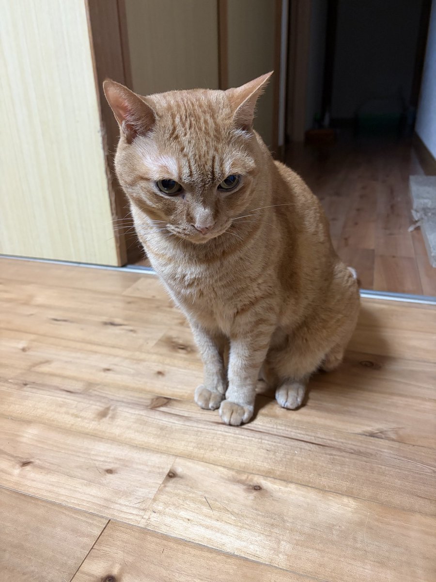 motihamon's tweet photo. 猫 https://t.co/MuUXfQe8aQ