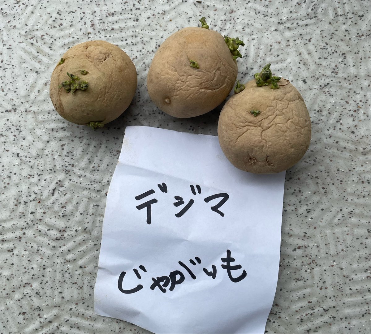 ps777archive's tweet photo. じゃがいもの「デジマ」を植え付け🥔

生まれて初めてのじゃがいも栽培です。

小さな庭菜園なので、今回は3つだけ。

ちゃんと育ってくれるか楽しみ😊
こうやって今までやらなかったことに挑戦できるのも、FIRE後の楽しみのひとつ。

#FIRE生活 #家庭菜園 #じゃがいも栽培 #デジマ #FIREしてよかった https://t.co/ZC1R5kjI0L