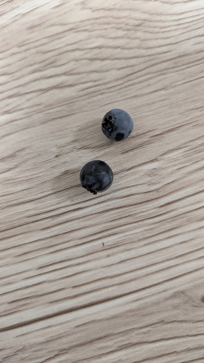 qs6ygb's tweet photo. ブルーベリー今年は終了と思ってたら、二粒葉っぱに隠れてて、テンション上がる。 https://t.co/el98Wz0osY
