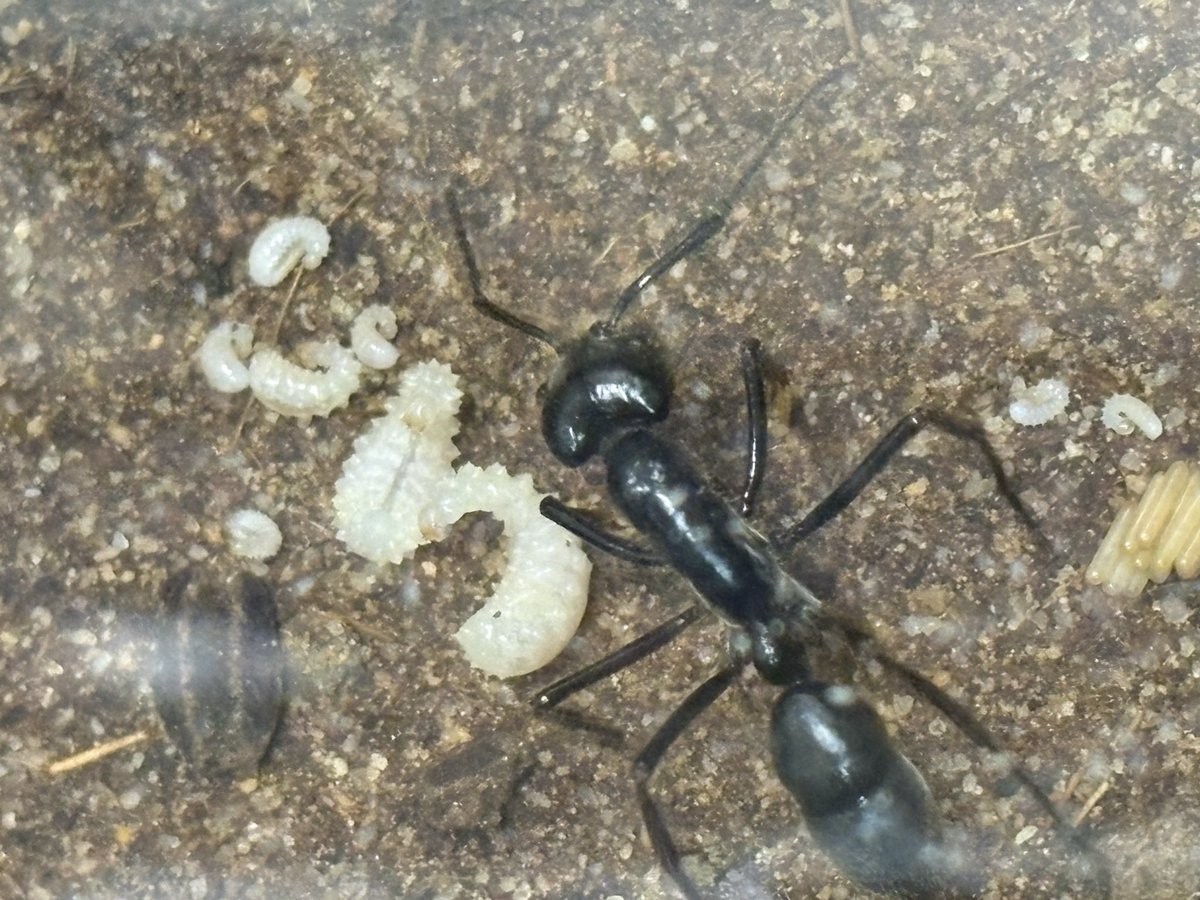 kcdcf453145's tweet photo. ギガンテアオソレハリアリ(ディノポネラ)
Dinoponera gigantea

コロニーの規模的にどんどん増える物ではないと予想してましたが、

思いの外どんどん増えてくれて
嬉しいです。 https://t.co/Ii953vq2ef