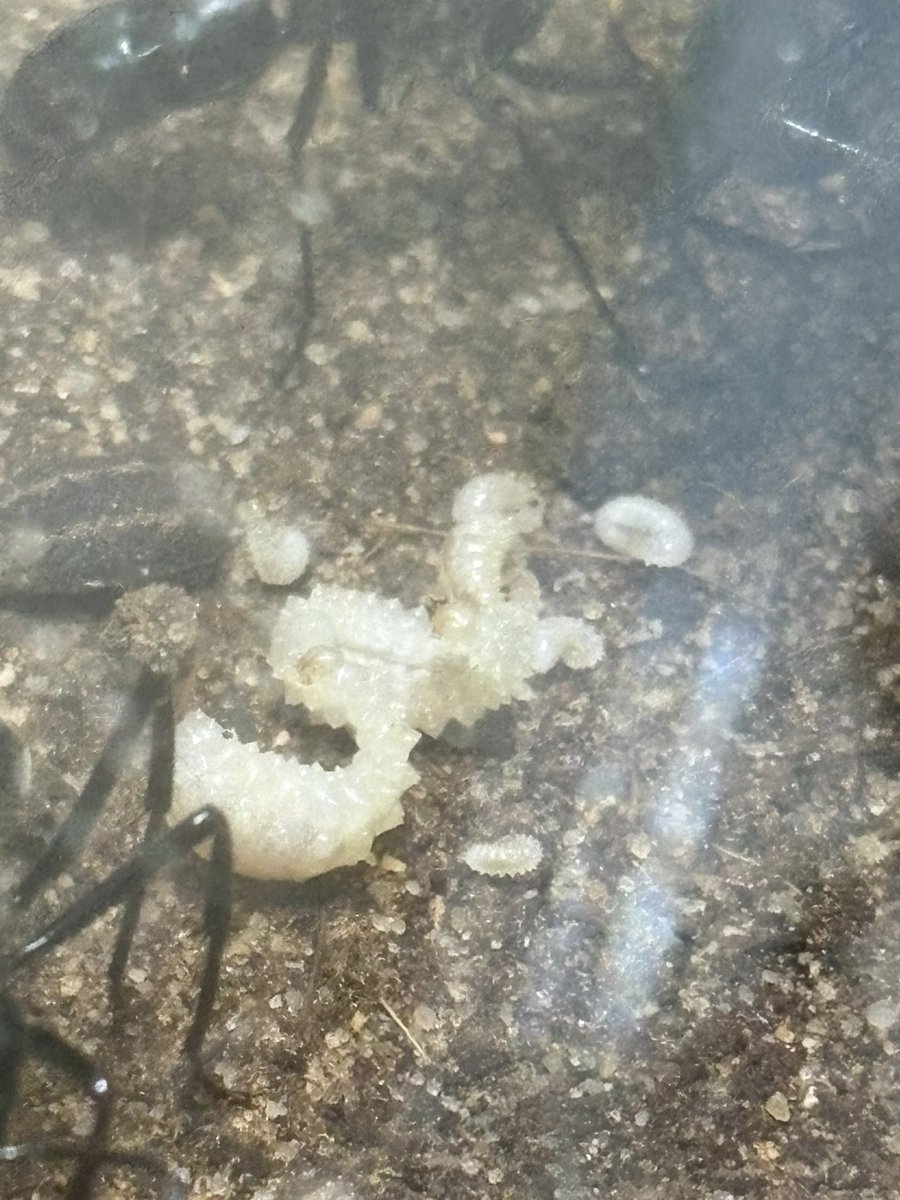 kcdcf453145's tweet photo. ギガンテアオソレハリアリ(ディノポネラ)
Dinoponera gigantea

コロニーの規模的にどんどん増える物ではないと予想してましたが、

思いの外どんどん増えてくれて
嬉しいです。 https://t.co/Ii953vq2ef