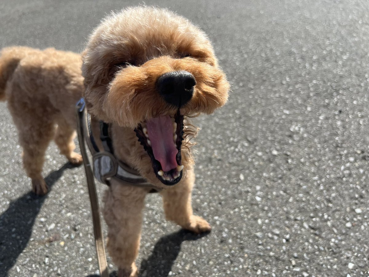 ryokanmanryou's tweet photo. 久しぶりの日の光を浴びながらのお散歩。
8月後半は暑くて夕方の散歩で、
9月はずーーーーーっと雨。 https://t.co/rgEUxEhcY2