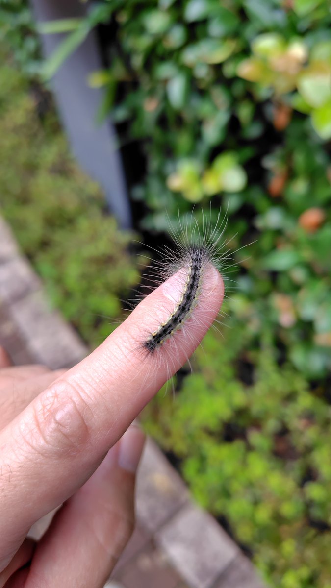 244_3110's tweet photo. 去年と同じ時期同じ場所に発生したアメリカシロヒトリ、去年と全然色が違う https://t.co/RpuNriCxNL