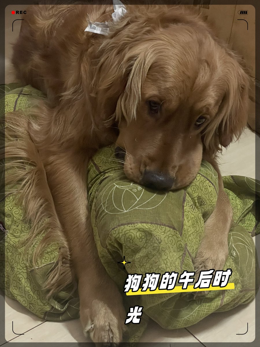 specq028498's tweet photo. My senior pup is my quietest, most loyal companion—every slow walk and sunnap with her feels like a warm hug. ， https://t.co/gufFhryoE7