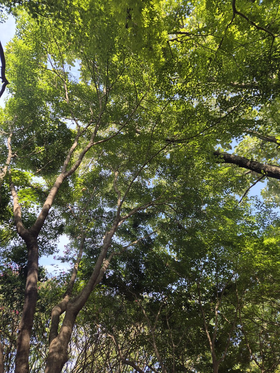 ddulgi1228's tweet photo. 식물원와서 청설모 본.. 너무귀여버🥰 https://t.co/7JCULOqeyd
