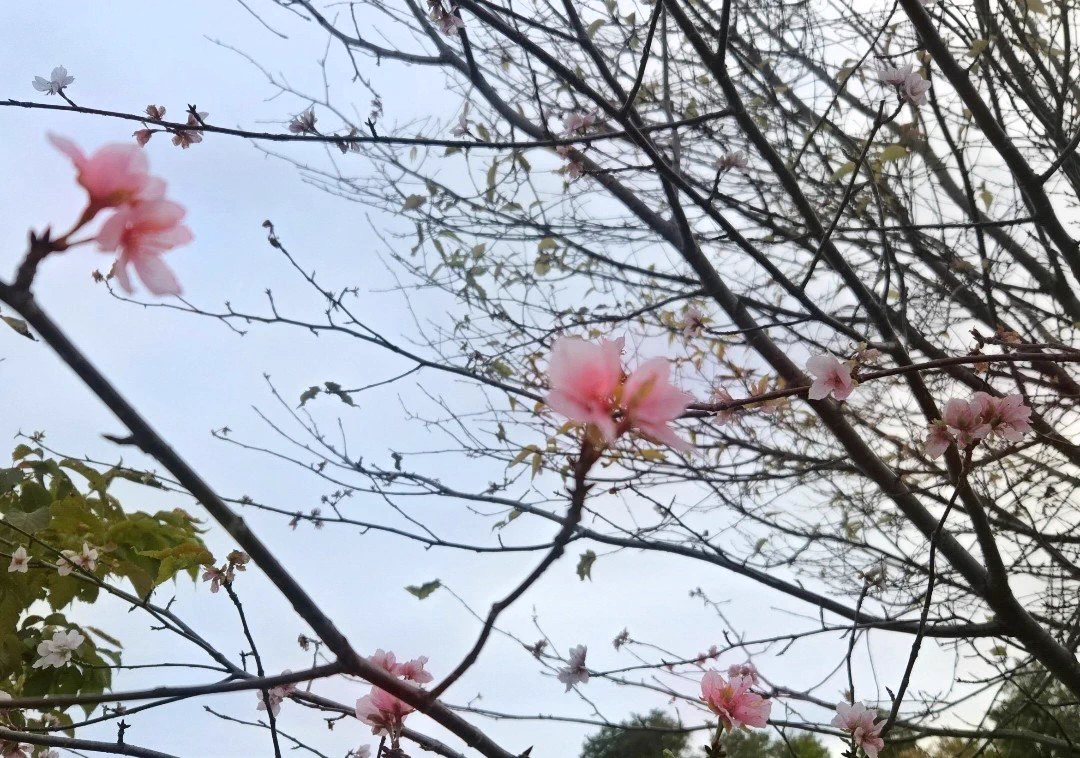 うさぴょん (o▽k)ﾉ✨ on X: 