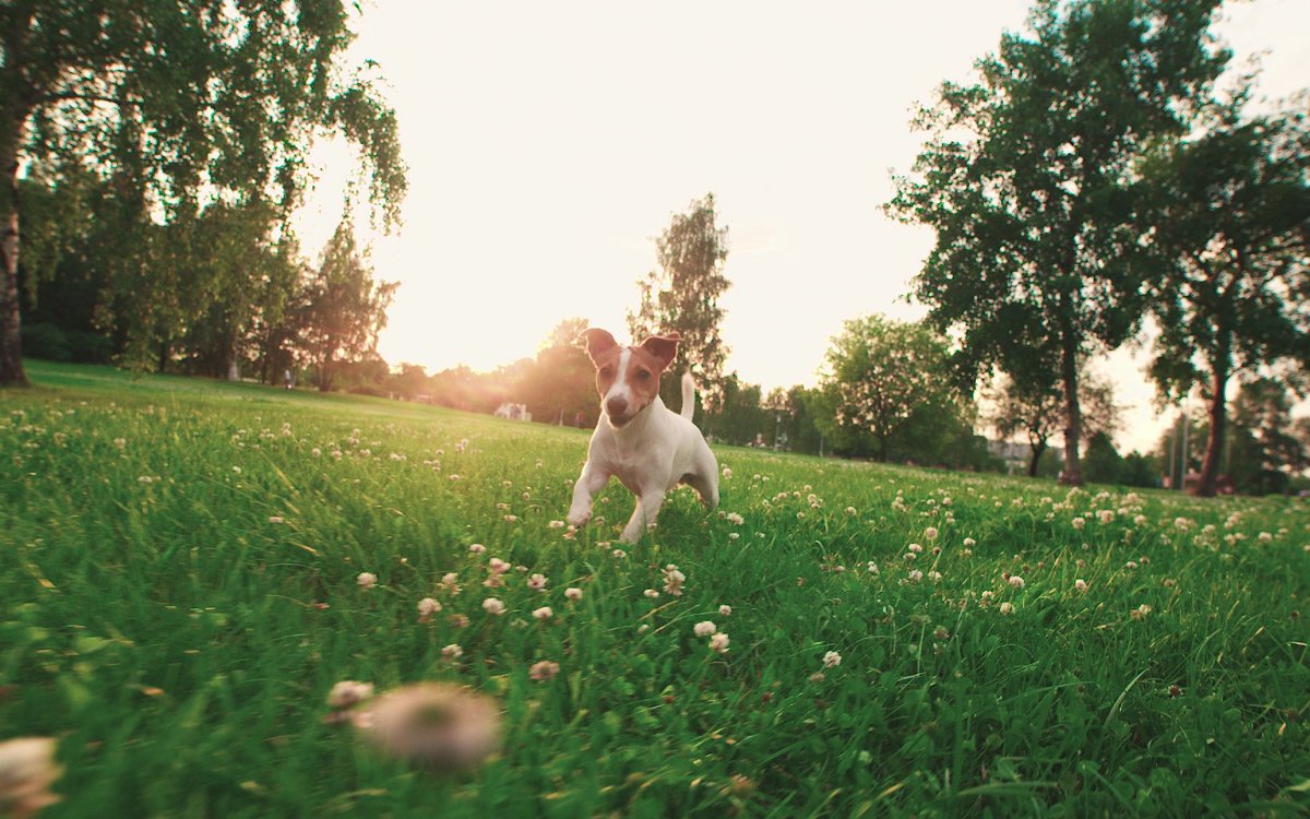 PravanjanRoutr2's tweet photo. My little pup just hit 6 months old—those clumsy zoomies are already turning into playful tumbles, and seeing her grow warms my heart. https://t.co/rg1bCgUHCs