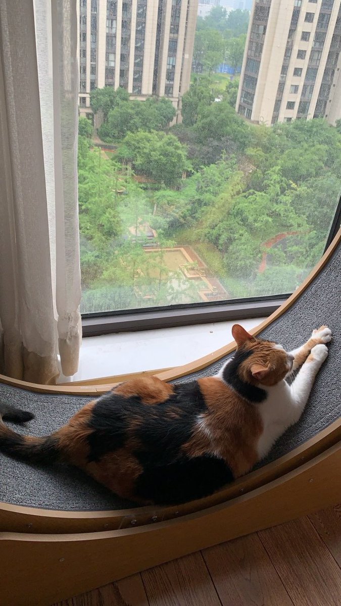 milku472878's tweet photo. Just spent 10 whole minutes watching a stray cat sunbathe by the office window. Work can wait, right https://t.co/VqHBulaBRd