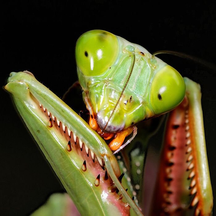 SamuelMaddock's tweet photo. I love how praying mantises always kinda look like they're going 👀. What are you so curious about buddy? https://t.co/Ltd1WFJOgn