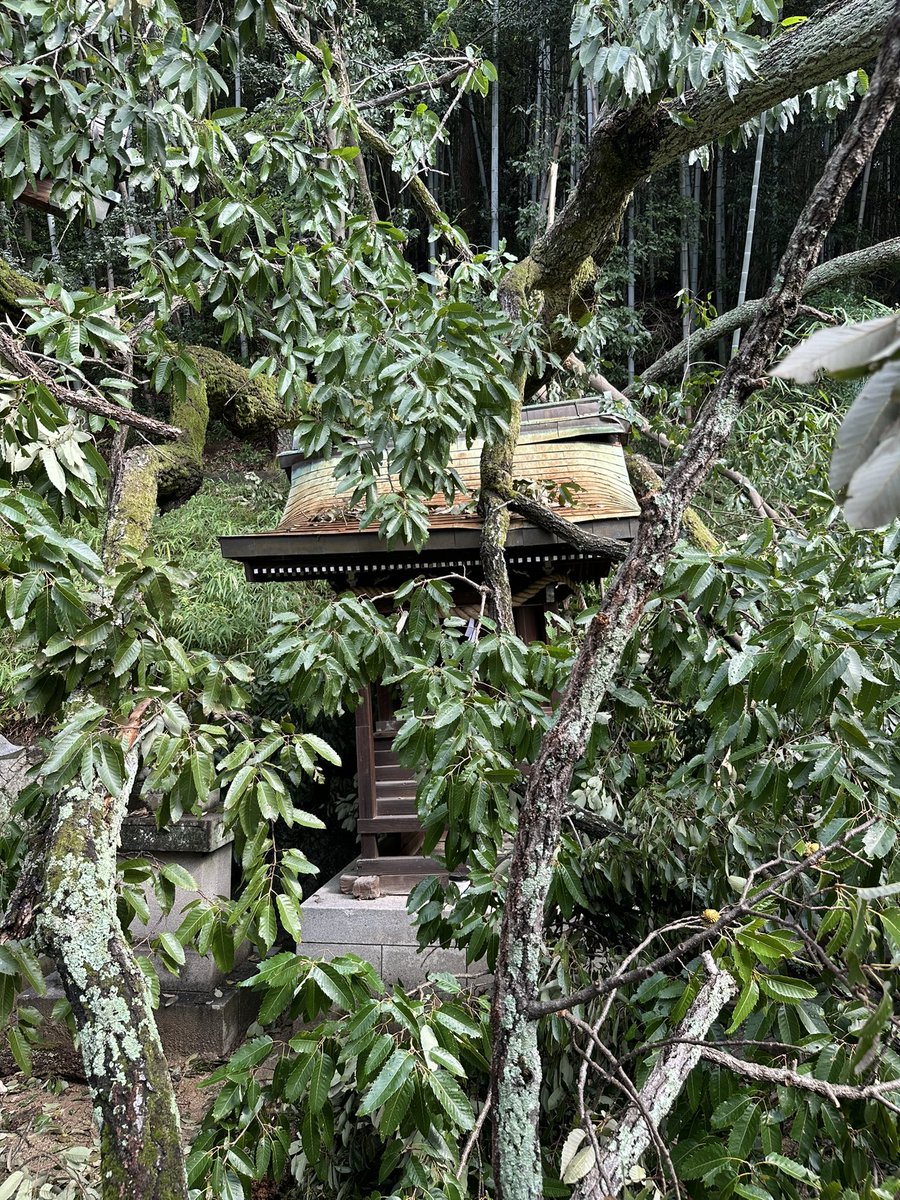 Om_Arapacana's tweet photo. 【愛媛縣護國神社】
歩兵第二十二聯隊 忠魂社

クヌギ倒木被害により、忠魂社および獅子阿形（狛犬）が損傷

#愛媛縣護國神社
#歩兵第二十二聯隊
#伊予の肉弾連隊 https://t.co/n8k4O3ygBt