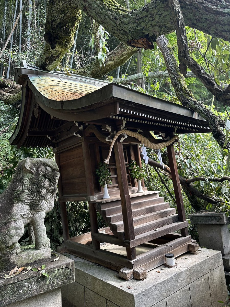 Om_Arapacana's tweet photo. 【愛媛縣護國神社】
歩兵第二十二聯隊 忠魂社

クヌギ倒木被害により、忠魂社および獅子阿形（狛犬）が損傷

#愛媛縣護國神社
#歩兵第二十二聯隊
#伊予の肉弾連隊 https://t.co/n8k4O3ygBt