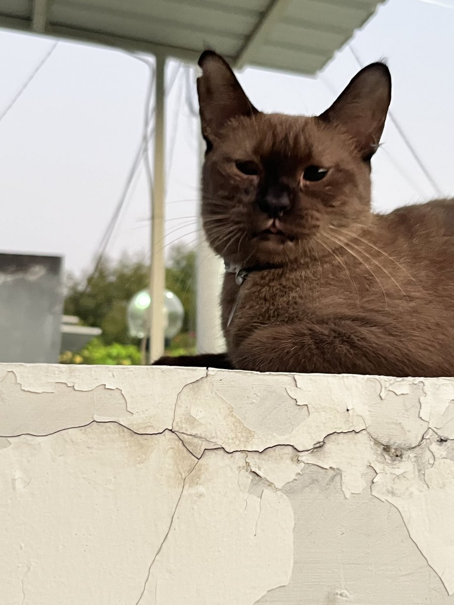 snowycimpong's tweet photo. PAGI PAGI TADI NANGKRING DI RUMAH ORANG 😐😐😐😐😐 https://t.co/yOCeigeFaW