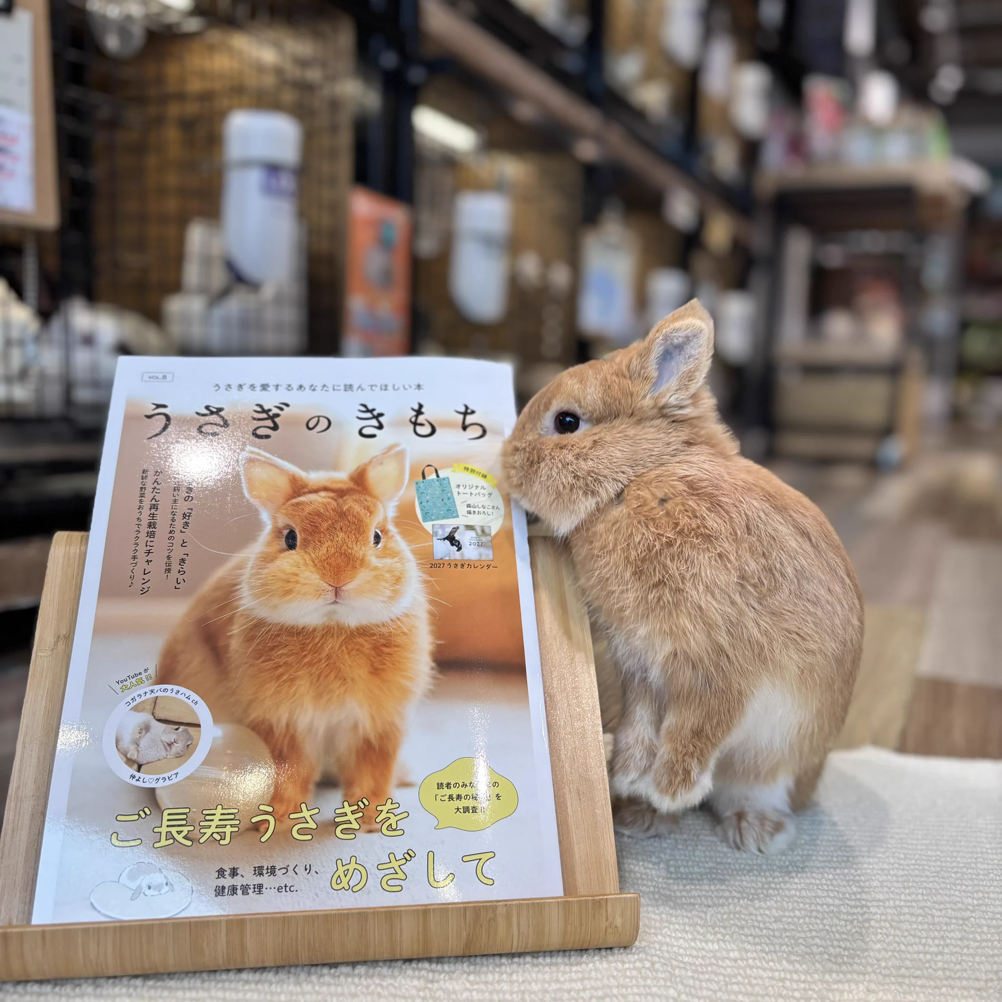 うさぎのしっぽ横浜店 on X: 