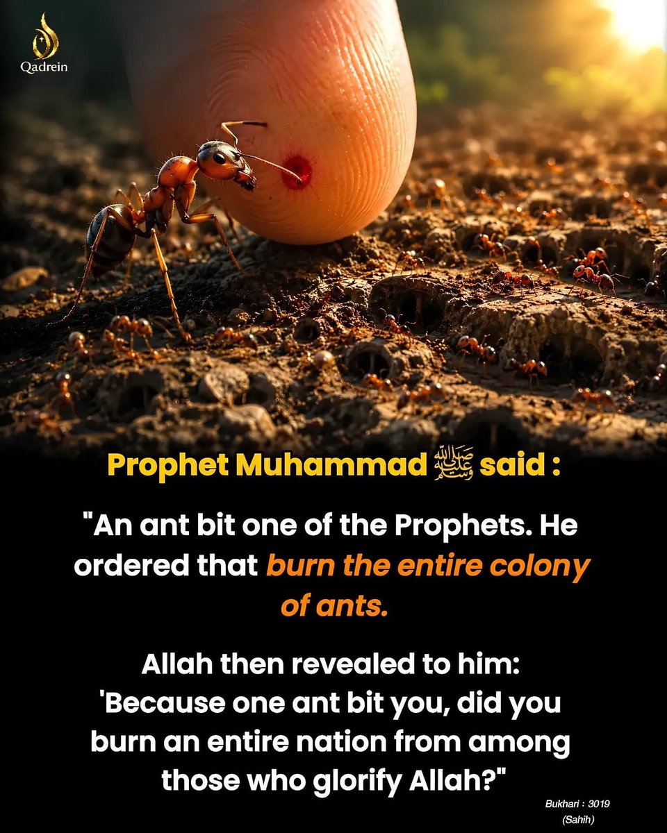 muhidin2017's tweet photo. 🐜 Even the smallest creation matters.

The Prophet ﷺ was taught that destroying an entire colony because of one ant was wrong. Islam teaches mercy and forbids unnecessary harm to Allah’s creation.

“Indeed, Allah has prescribed excellence in everything.” — Sahih Muslim 1955. https://t.co/cwOUaCRLyI