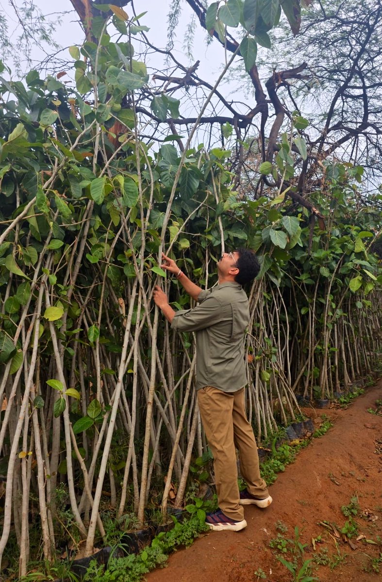 AnkitKumar_IFS's tweet photo. The last one year has been about being on the ground🌱 — extensive field-level inspections, strengthening the capacity of frontline staff, and meaningful engagement with communities.📝

The focus remained clear: outcome-oriented plantation and habitat restoration, ensuring that every intervention contributes to measurable, sustainable and ecologically functional urban green cover. 🌳🌳🌳

Leveraging the monsoon⛈️ as a critical window for ecological restoration, plantation interventions were strategically undertaken to maximise plant establishment, survival and long-term ecosystem outcomes.♻️

Grateful to everyone who contributed on the ground — our frontline staff, colleagues, communities and citizens.

#DelhiForests #SouthForestDivision #UrbanForestry #GreenDelhi #ForestProtection #Plantation #HabitatRestoration #Aravalli #DelhiRidge #WildlifeConservation #PublicService #GreenerDelhi