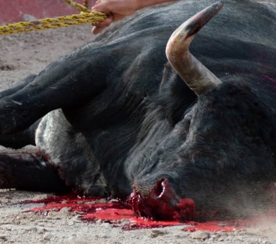 Bluestars_c's tweet photo. A NIMES LE 19 SEPTEMBRE 10h et 17h #STOPCORRIDA https://t.co/gKYZmDiJwp