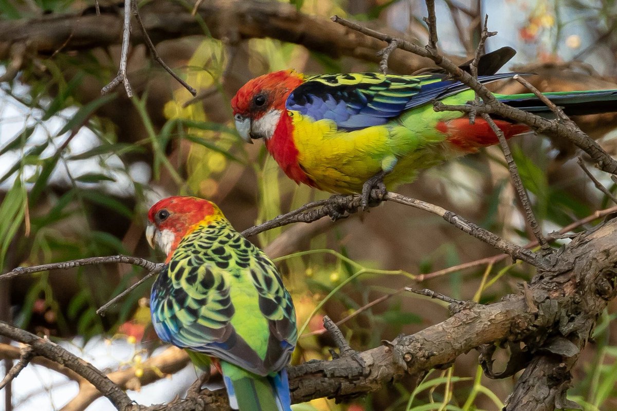 kay91052's tweet photo. Australia Eastern Rosella Bird

#australia
#queensland
#brisbane
#easternrosellaparrot 
#easternrosellaphotograph
#wildlofephotography 
#natureislife https://t.co/JdKaW8WlHY