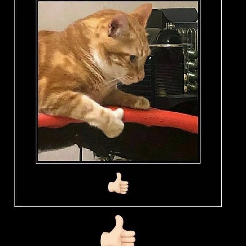 PunchingCat's tweet photo. https://t.co/JhxSjKn9oY