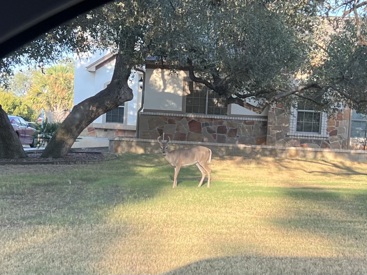 Baseball25dave1's tweet photo. Got invited to the Canyon Ranch Estates. After the week I’ve had, it’s nice to get out and relax and watch the games and the fight. But driving up, I don’t need to go the ranch, I can just come back out here with all the deer around. And I even had to eat again.#CanyonRanchEstate https://t.co/JTOQbFgzaI