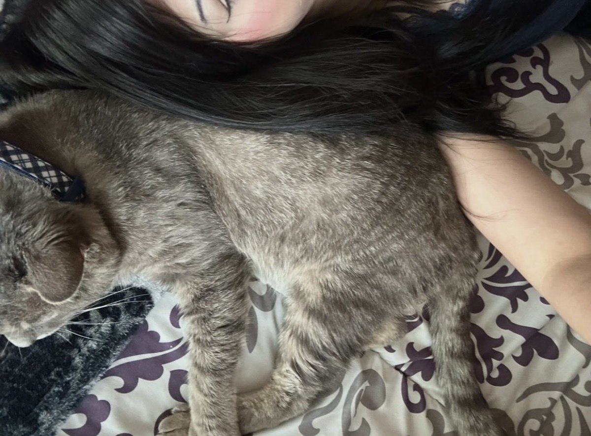 reloadedgoree's tweet photo. life without my cats is no life at all https://t.co/KovMIQUMtS