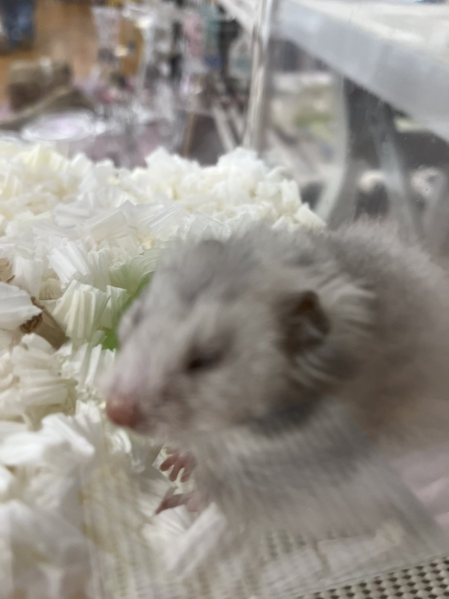 pet_suu's tweet photo. エキゾチックレプタイルエキスポ始まりました😊ご来場お待ちしてます♪
#エキゾチックレプタイルエキスポ
#小動物 https://t.co/YvqEhMWr2t