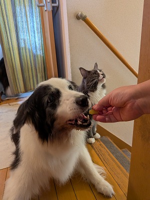 dolce_border's tweet photo. 「芋っこドルチェに」といただいた、この秋初のサツマイモ。炊飯器で蒸かして、犬猫で美味しくいただきました。

人間もおすそ分けでもらったけど、ホクホクでうっすら甘かった。
寝かしたらもっと甘くなるかな？ https://t.co/tlFJN7hjMq