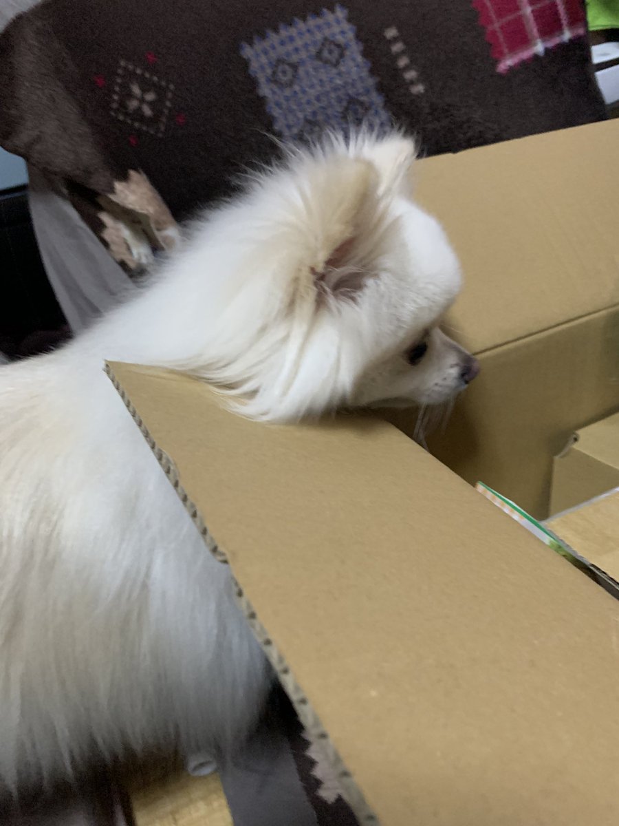 shishimaru_0409's tweet photo. 届いた野菜に自分が食べれるものがあるかチェックする犬🐶 https://t.co/HWA8EhfKab
