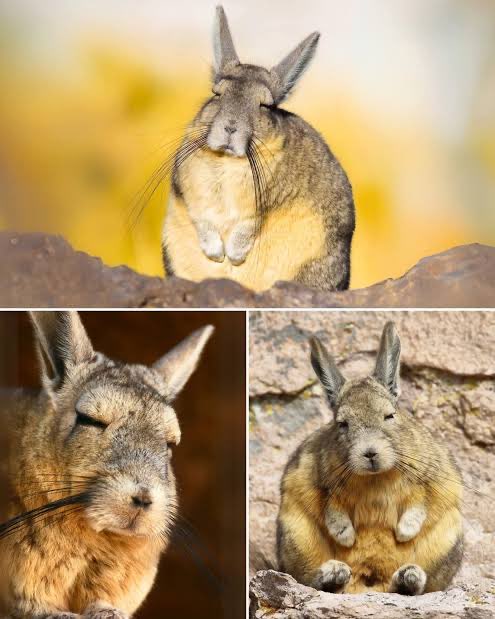 girlgenerating's tweet photo. i just discovered quirkus chungus https://t.co/IKQtJVgKzd