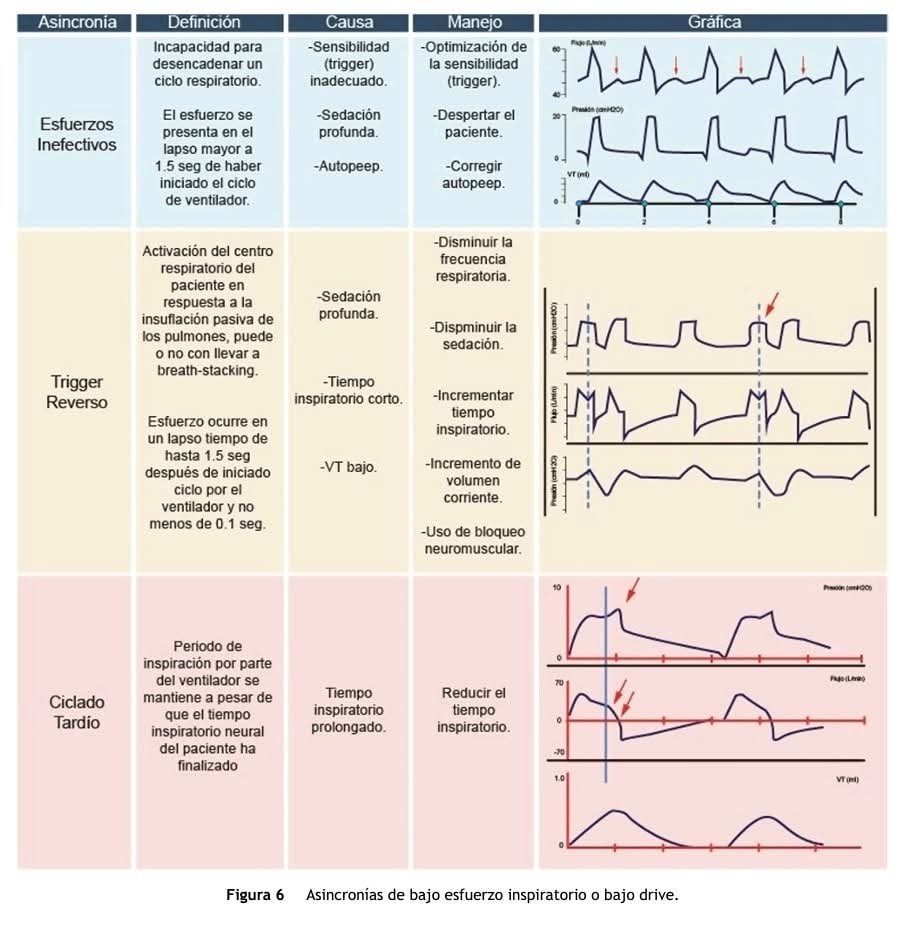 LeslieMegom's tweet photo. 📉📈📉📈Asincronías  paciente-ventilador🌀5️⃣ pasos 🐾para el manejo de las asincronías.🔵🔴🟡
➡️Notas cafeteras ☕️
🌀🌀Los quimiorreceptores a nivel central y periférico registran cambios en la presión arterial de CO2 (PaCO2) y el pH. La PaCO2se mantiene en un estado de equilibrio determinado por la intersección entre la hipérbola metabólica (que describe la PaCO2en función del volumen minuto, la curva de respuesta a la ventilación (que describe el VE en función de la PaCO2).➡️ En situaciones de hipercapnia, la respuesta esperada es un aumento lineal en la ventilación. Sin embargo, en personas sanas, se observa una alta variabilidad en el VE por unidad de incremento de la PaCO2(2-3 y 0,6-8 l/min/mmHg)
➡️ Las variaciones de PaO2, y en especial su disminución, producen una retroalimentación química, los principales quimiorreceptores en respuesta a la hipoxemia están localizados en cuerpos carotídeos. ➡️Cuando se presenta un estado de hipoxemia la respuesta de los centros de control respiratorio incrementa la frecuencia respiratoria y el VE. En casos de hipocapnia, la respuesta depende del grado de alerta o sedación del paciente. En individuos alerta y con hipocapnia, la pendiente se vuelve casi horizontal, dando lugar a una ventilación mínima, fenómeno conocido como «impulso al respirar en vigilia» (influenciado por PaO2 y pH)⚠️Si el paciente está bajo medicamentos sedantes, la pendiente permanece lineal, resultando en una hipocapnia progresiva que puede llevar a la apnea. Este límite se denomina «límite de apnea» y varía entre individuos, pudiendo ser modulado por el estado ácido-base y la PaO2. ⚠️Es crucial destacar que la PaO2 tiene un efecto modulador débil sobre el drive respiratorio en comparación con los niveles de PaCO
🌀Los factores que influyen en el drive respiratorio son variados y pueden tener un impacto significativo en la ventilación.
🌀Alteraciones en este control pueden llevar a un alto o bajo "drive" respiratorio.
📈- Un alto drive se asocia con un esfuerzo respiratorio elevado.
📉Bajo drive puede resultar en apneas.
➡️La tasa metabólica ☕️y la retroalimentación química son determinantes clave.🗝
-➡️Cambios en la presión arterial de CO2 (PaCO2) y el pH afectan la respuesta del centro respiratorio.📈
-🧠La corteza cerebral también juega un papel importante en la modulación del patrón respiratorio.🫁
5️⃣🐾  pasos para evaluar y manejar las asincronías.
☢️- Las asincronías pueden clasificarse en bajo y alto esfuerzo inspiratorio, cada una con sus características y estrategias de corrección.
1️⃣- La monitorización de la presión esofágica y de las vías aéreas es útil, aunque su uso práctico 
2️⃣- Para esfuerzos inefectivos, se sugiere ajustar la sensibilidad del disparo y reducir la sedación.
3️⃣- En el caso de ciclado tardío, se recomienda acortar el tiempo inspiratorio.
4️⃣- Las asincronías de alto drive requieren ajustes en el flujo y volumen corriente del ventilador.
5️⃣- La identificación y corrección oportuna de estas asincronías son cruciales para prevenir lesiones pulmonares inducidas por el ventilador.
〽️✅️La implementación de modos ventilatorios avanzados mejora la sincronía y reduce la disfunción diafragmática en pacientes críticos.
✅️- La ventilación proporcional asistida (PAV+) ajusta la presión según el esfuerzo inspiratorio del paciente, disminuyendo el trabajo respiratorio.
✅️- PAV+ reduce las asincronías en comparación con la presión soporte, permitiendo una mayor proporción de volumen corriente adaptada a las condiciones pulmonares.
✅️- Pacientes en PAV+ tienen una mayor tasa de liberación del soporte ventilatorio invasivo y menos asincronías de ciclado y espiratorias.
🫟Ventilación Asistida Ajustada Neuronal (NAVA)
🫟La NAVA utiliza la actividad eléctrica del diafragma para sincronizar el ciclo respiratorio del ventilador con el esfuerzo del paciente.
🌀🫁- Este modo reduce las asincronías de disparo en hasta un 50% en comparación con la presión soporte.👇🏽