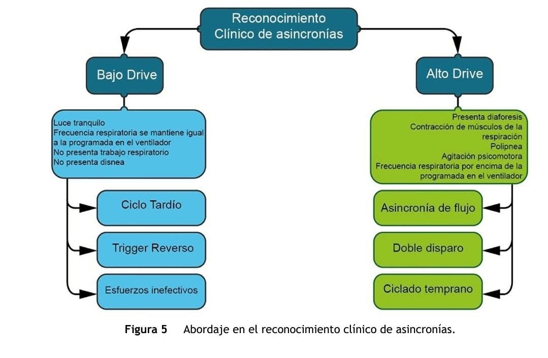 LeslieMegom's tweet photo. 📉📈📉📈Asincronías  paciente-ventilador🌀5️⃣ pasos 🐾para el manejo de las asincronías.🔵🔴🟡
➡️Notas cafeteras ☕️
🌀🌀Los quimiorreceptores a nivel central y periférico registran cambios en la presión arterial de CO2 (PaCO2) y el pH. La PaCO2se mantiene en un estado de equilibrio determinado por la intersección entre la hipérbola metabólica (que describe la PaCO2en función del volumen minuto, la curva de respuesta a la ventilación (que describe el VE en función de la PaCO2).➡️ En situaciones de hipercapnia, la respuesta esperada es un aumento lineal en la ventilación. Sin embargo, en personas sanas, se observa una alta variabilidad en el VE por unidad de incremento de la PaCO2(2-3 y 0,6-8 l/min/mmHg)
➡️ Las variaciones de PaO2, y en especial su disminución, producen una retroalimentación química, los principales quimiorreceptores en respuesta a la hipoxemia están localizados en cuerpos carotídeos. ➡️Cuando se presenta un estado de hipoxemia la respuesta de los centros de control respiratorio incrementa la frecuencia respiratoria y el VE. En casos de hipocapnia, la respuesta depende del grado de alerta o sedación del paciente. En individuos alerta y con hipocapnia, la pendiente se vuelve casi horizontal, dando lugar a una ventilación mínima, fenómeno conocido como «impulso al respirar en vigilia» (influenciado por PaO2 y pH)⚠️Si el paciente está bajo medicamentos sedantes, la pendiente permanece lineal, resultando en una hipocapnia progresiva que puede llevar a la apnea. Este límite se denomina «límite de apnea» y varía entre individuos, pudiendo ser modulado por el estado ácido-base y la PaO2. ⚠️Es crucial destacar que la PaO2 tiene un efecto modulador débil sobre el drive respiratorio en comparación con los niveles de PaCO
🌀Los factores que influyen en el drive respiratorio son variados y pueden tener un impacto significativo en la ventilación.
🌀Alteraciones en este control pueden llevar a un alto o bajo "drive" respiratorio.
📈- Un alto drive se asocia con un esfuerzo respiratorio elevado.
📉Bajo drive puede resultar en apneas.
➡️La tasa metabólica ☕️y la retroalimentación química son determinantes clave.🗝
-➡️Cambios en la presión arterial de CO2 (PaCO2) y el pH afectan la respuesta del centro respiratorio.📈
-🧠La corteza cerebral también juega un papel importante en la modulación del patrón respiratorio.🫁
5️⃣🐾  pasos para evaluar y manejar las asincronías.
☢️- Las asincronías pueden clasificarse en bajo y alto esfuerzo inspiratorio, cada una con sus características y estrategias de corrección.
1️⃣- La monitorización de la presión esofágica y de las vías aéreas es útil, aunque su uso práctico 
2️⃣- Para esfuerzos inefectivos, se sugiere ajustar la sensibilidad del disparo y reducir la sedación.
3️⃣- En el caso de ciclado tardío, se recomienda acortar el tiempo inspiratorio.
4️⃣- Las asincronías de alto drive requieren ajustes en el flujo y volumen corriente del ventilador.
5️⃣- La identificación y corrección oportuna de estas asincronías son cruciales para prevenir lesiones pulmonares inducidas por el ventilador.
〽️✅️La implementación de modos ventilatorios avanzados mejora la sincronía y reduce la disfunción diafragmática en pacientes críticos.
✅️- La ventilación proporcional asistida (PAV+) ajusta la presión según el esfuerzo inspiratorio del paciente, disminuyendo el trabajo respiratorio.
✅️- PAV+ reduce las asincronías en comparación con la presión soporte, permitiendo una mayor proporción de volumen corriente adaptada a las condiciones pulmonares.
✅️- Pacientes en PAV+ tienen una mayor tasa de liberación del soporte ventilatorio invasivo y menos asincronías de ciclado y espiratorias.
🫟Ventilación Asistida Ajustada Neuronal (NAVA)
🫟La NAVA utiliza la actividad eléctrica del diafragma para sincronizar el ciclo respiratorio del ventilador con el esfuerzo del paciente.
🌀🫁- Este modo reduce las asincronías de disparo en hasta un 50% en comparación con la presión soporte.👇🏽