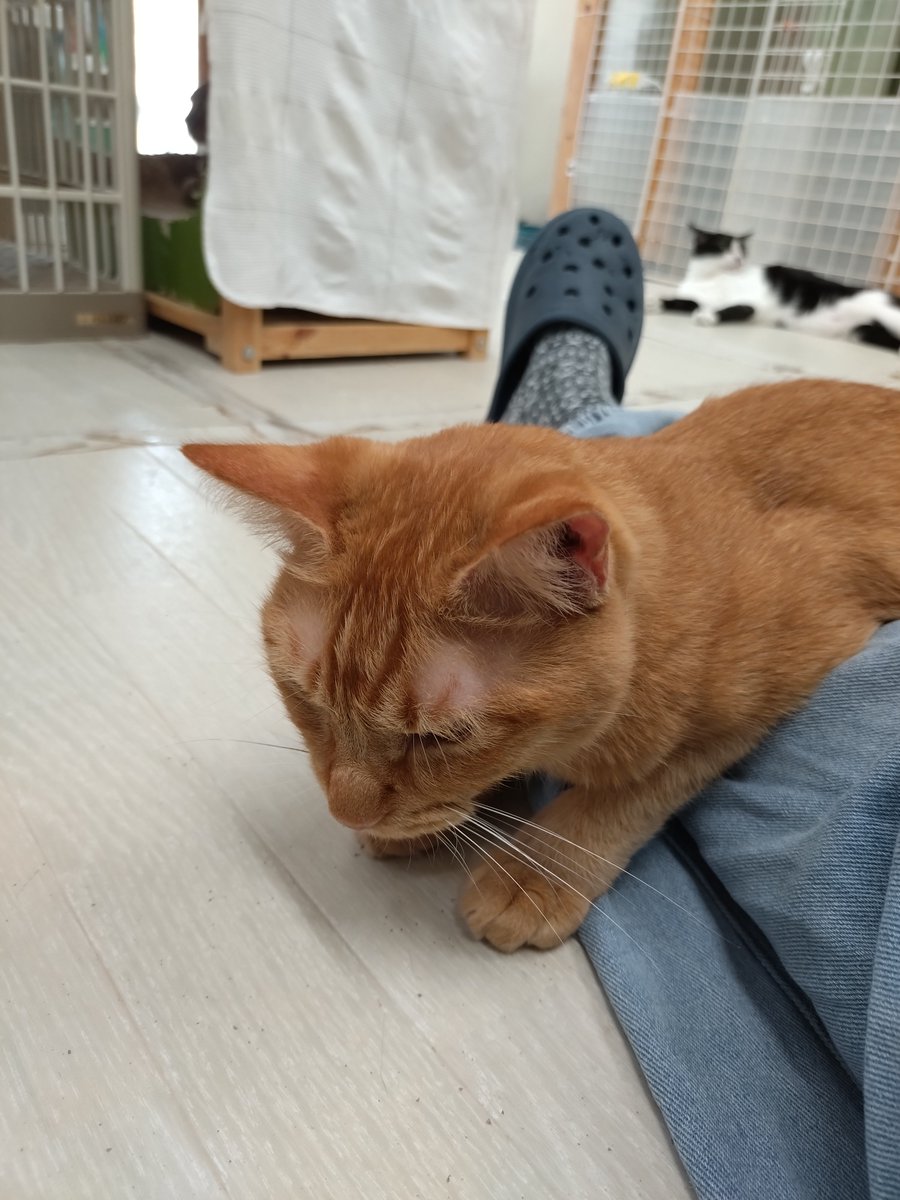 tane_39's tweet photo. そーっと乗っかったりそーっと枕にしてくる優燈くん
可愛すぎて滅
#信州猫日和 @shinsyuuneko https://t.co/dwsUg8kqmh