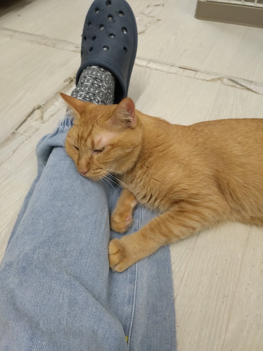 tane_39's tweet photo. そーっと乗っかったりそーっと枕にしてくる優燈くん
可愛すぎて滅
#信州猫日和 @shinsyuuneko https://t.co/dwsUg8kqmh