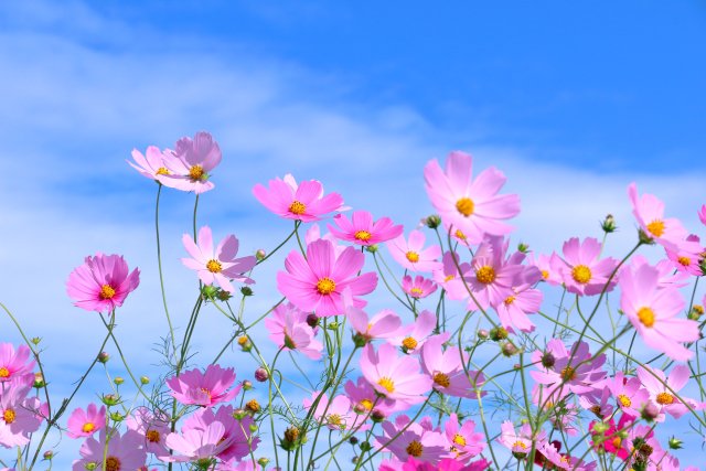 webmarketer_tai's tweet photo. おはようございます！
今日の東京の天気は晴れ時々曇りです☀️☁️
今日は「コスモスの日」です🌸
この頃はコスモスが咲き始める季節でもありますね。
秋の訪れを感じながら、今週もよろしくお願いいたします。
#企業公式が毎朝地元の天気を言い合う
#企業公式相互フォロー
#企業公式と繋がりたい
#企業公式相互フォロー祭り
#企業公式相互フォロー祭
#企業公式夏のフォロー祭り
#企業公式夏のフォロー祭