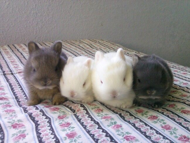 dependsnt's tweet photo. one bun.. , two bun.. , three bun.. , four bunbuns.. ୨ৎ https://t.co/6yTfMovnvB
