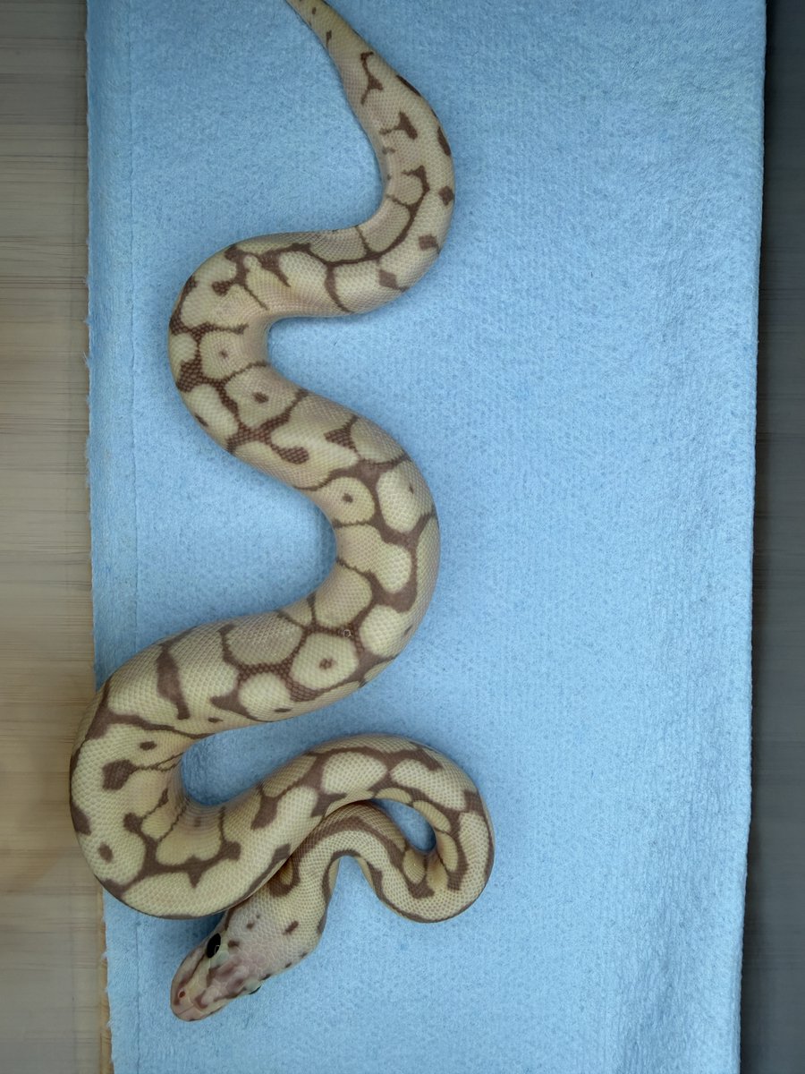 regius_rep_kobe's tweet photo. ファーストシェッド完了

♂Pastel Banana GeneticStripe
　　　×
♀Spider Calico

Pastel Banana×2
Banana Bumblebee ×1
Calico×1
Banana×1

Banana屋さんになりそうな勢い😆

また後日個別に上げるつもりだけどBananaの子が面白い😁

自発的に餌を食べるようになってからの販売（お渡し）となりますが、気になる方はお問い合わせください。

お問い合わせは公式LINEからお願いします

公式LINE ▶ https://t.co/K5VtP0UPoM
 H  P 　 ▶ https://t.co/BnVO7LvZua

初めて飼育してみようと思っている方も
是非ご相談ください。
🔰飼育セットも販売中です。

プロフィールのリンクからもご覧いただけます

#ballpython
#royalpython