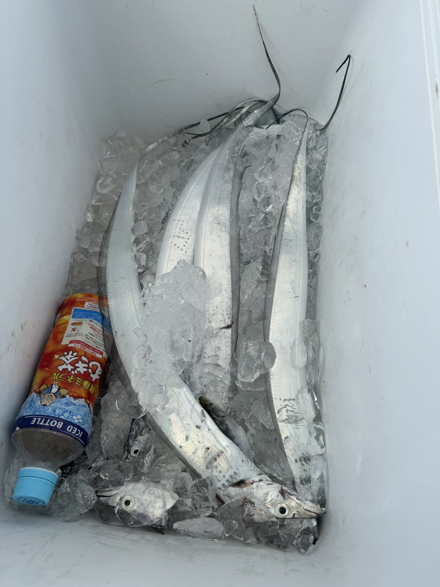 Jiro0912's tweet photo. タイウオなかなかの釣果。明石海峡大橋の下を通って港へ https://t.co/rMTkFbAzp0