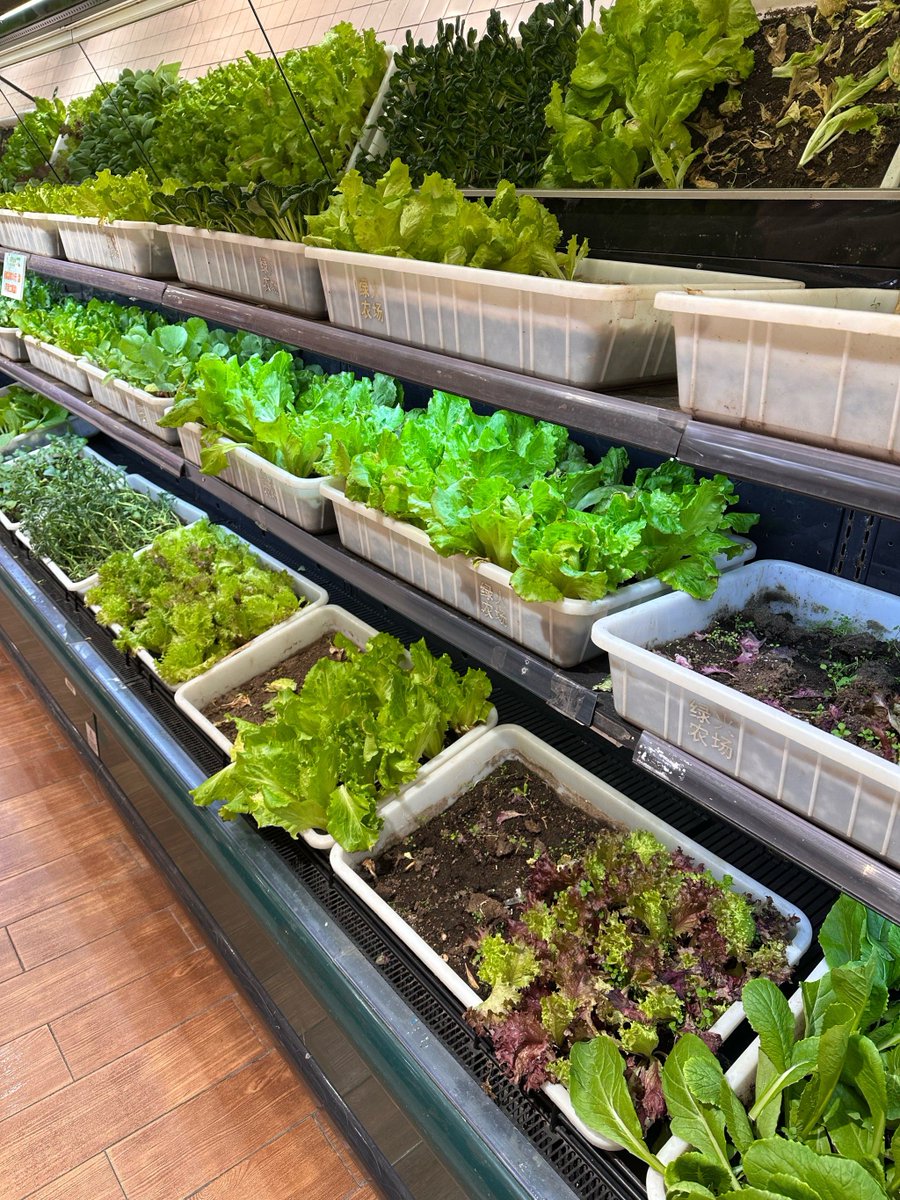 alinr602702's tweet photo. Fresh organic spinach u0026 free-range eggs now in stock at our local market! Perfect for a quick, healthy breakfast or veggie-packed meal. Stop by before they sell out! https://t.co/YvGi8SCsWa