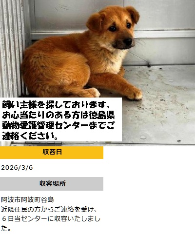 doubutukyushutu's tweet photo. #徳島県 #迷子犬
◇3/6収容　若犬♀茶
阿波市阿波町谷島　にて
◇飼い主さん、お心あたりある方、至急ご連絡を！
命にきちんと向き合い、守ってほしい　殺処分は廃止！ https://t.co/zn4PIvKTMv
