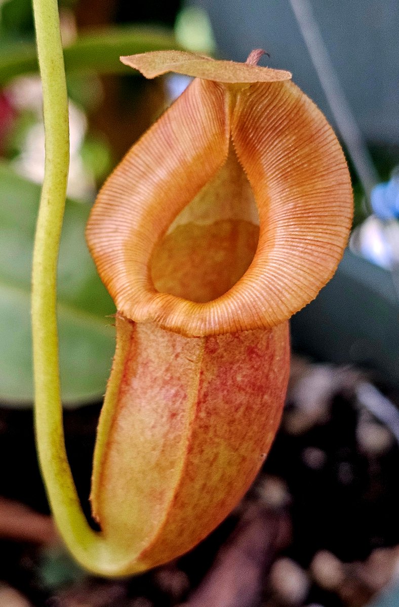 hobogato's tweet photo. Big batch of eye catchers this week: N. ((‘Rokko’ × boschiana) × veitchii) × veitchii (m), N. (lowii x macrophylla) x robcantleyi "King of Spades" BE-4022, N. (spathulata x jacquelineae) x Redonkulas CAR-0471, N. zakariana  (fusca flared peristome) Mamut BE 3068 https://t.co/JhWmF4BDYZ