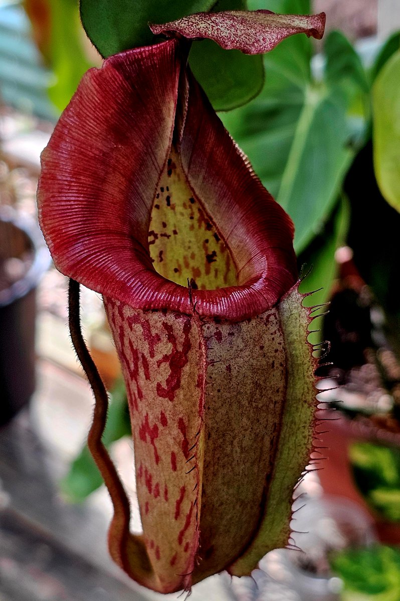 hobogato's tweet photo. Big batch of eye catchers this week: N. ((‘Rokko’ × boschiana) × veitchii) × veitchii (m), N. (lowii x macrophylla) x robcantleyi "King of Spades" BE-4022, N. (spathulata x jacquelineae) x Redonkulas CAR-0471, N. zakariana  (fusca flared peristome) Mamut BE 3068 https://t.co/JhWmF4BDYZ