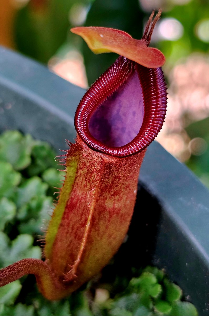 hobogato's tweet photo. Big batch of eye catchers this week: N. ((‘Rokko’ × boschiana) × veitchii) × veitchii (m), N. (lowii x macrophylla) x robcantleyi "King of Spades" BE-4022, N. (spathulata x jacquelineae) x Redonkulas CAR-0471, N. zakariana  (fusca flared peristome) Mamut BE 3068 https://t.co/JhWmF4BDYZ